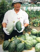 Rugby ball-shaped squashes harvested in Higashiosaka